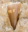 Mosasaur (Prognathodon) Tooth With Other Fossils #18758-1
